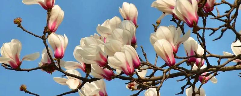 玉兰花的花蕊外观，呈黄绿色上面有很多花柱