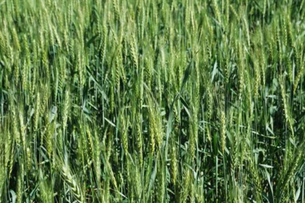 小麦原产地在哪里，原产地在西亚的新月沃地