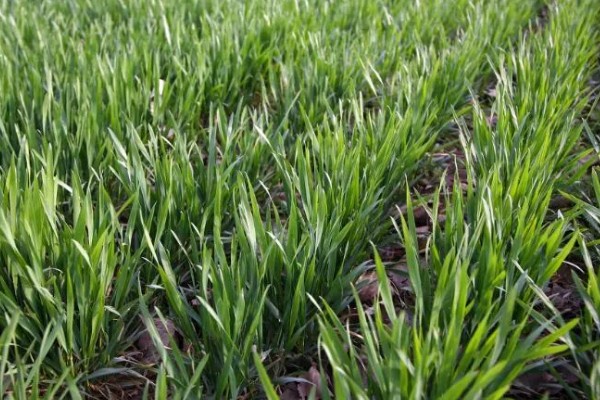 小麦原产地在哪里，原产地在西亚的新月沃地