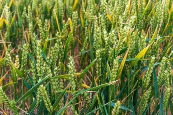 小麦原产地在哪里，原产地在西亚的新月沃地