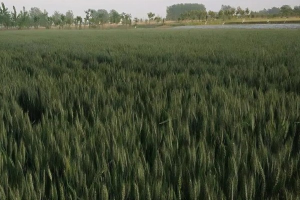 小麦原产地在哪里，原产地在西亚的新月沃地