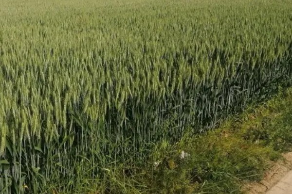 小麦原产地在哪里，原产地在西亚的新月沃地