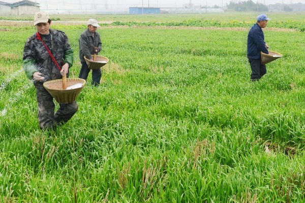 小麦原产地在哪里，原产地在西亚的新月沃地