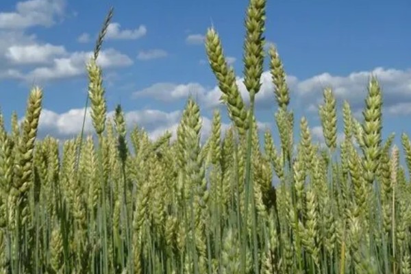 小麦原产地在哪里，原产地在西亚的新月沃地