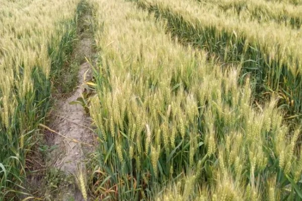 小麦原产地在哪里，原产地在西亚的新月沃地