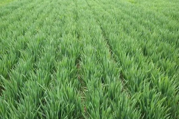 小麦原产地在哪里，原产地在西亚的新月沃地