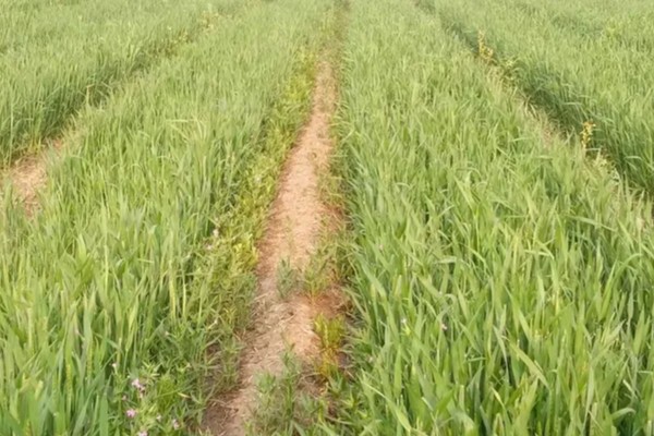 小麦原产地在哪里，原产地在西亚的新月沃地