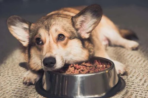 狗为什么不吃狗粮,可能是生病了没胃口