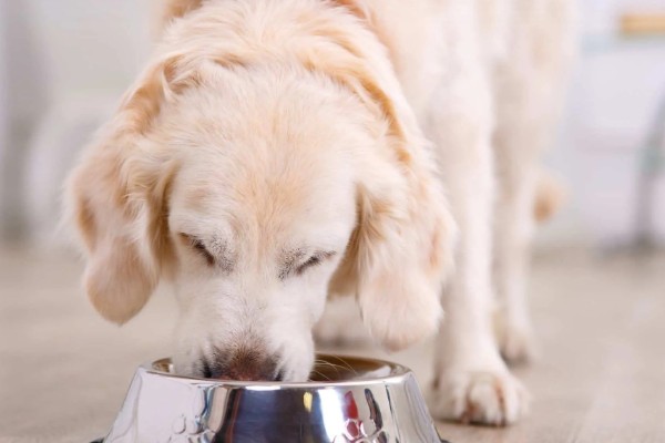 狗为什么不吃狗粮,可能是生病了没胃口