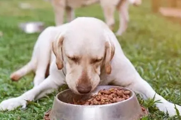 狗为什么不吃狗粮,可能是生病了没胃口