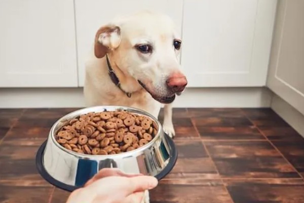 狗为什么不吃狗粮,可能是生病了没胃口