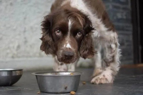 狗为什么不吃狗粮,可能是生病了没胃口
