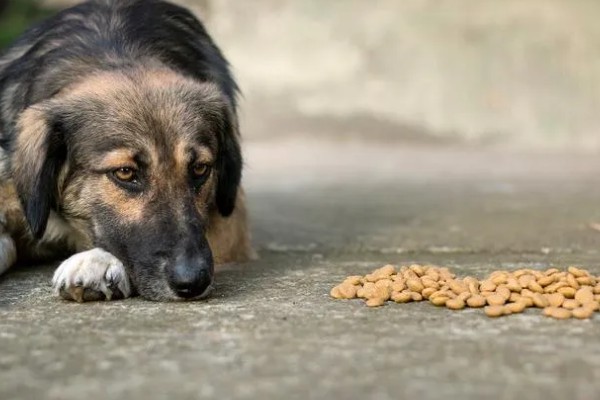 狗为什么不吃狗粮,可能是生病了没胃口