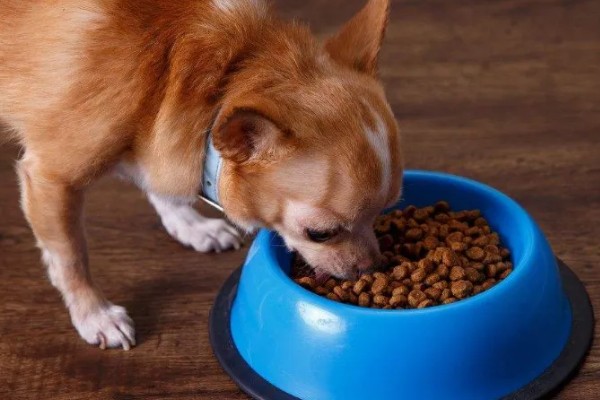 狗为什么不吃狗粮,可能是生病了没胃口