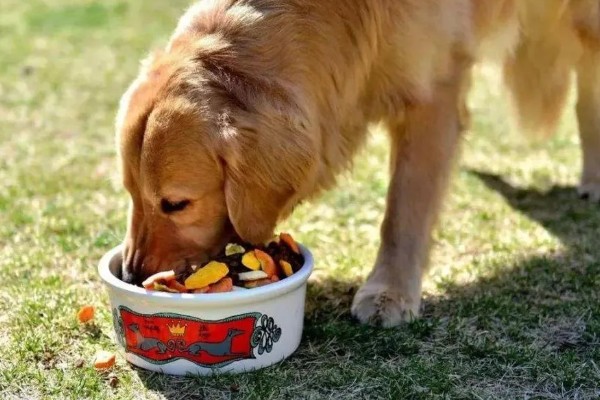 狗为什么不吃狗粮,可能是生病了没胃口