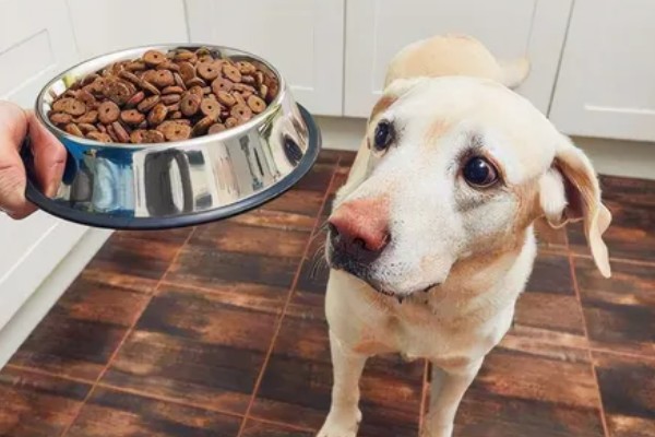 狗为什么不吃狗粮,可能是生病了没胃口