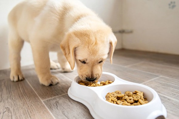 狗为什么不吃狗粮,可能是生病了没胃口