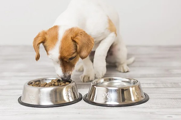 狗为什么不吃狗粮,可能是生病了没胃口