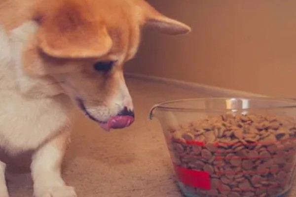 狗为什么不吃狗粮,可能是生病了没胃口