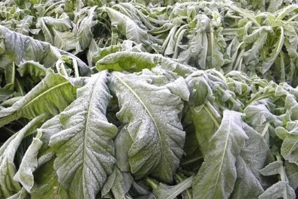 蔬菜受冻后出现的症状,叶边缘会失绿