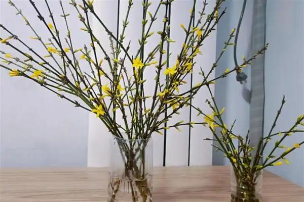 迎春花能不能嫁接，要将健壮的水蜡苗作为砧木