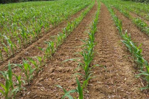 玉米有什么常见的肥害，缩二脲超标会毒害种子和幼苗