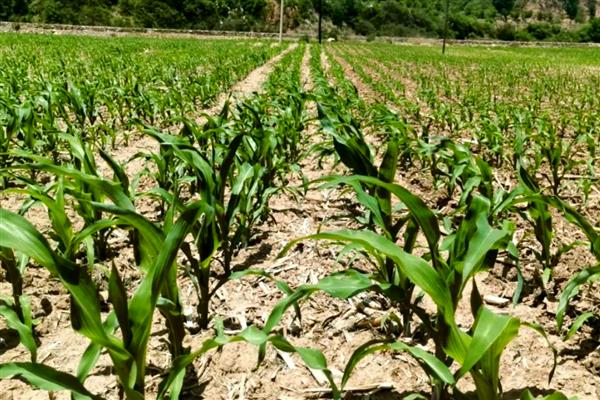 玉米有什么常见的肥害，缩二脲超标会毒害种子和幼苗