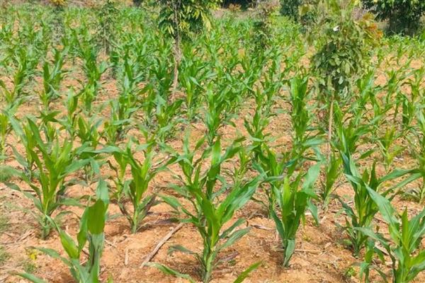 玉米有什么常见的肥害，缩二脲超标会毒害种子和幼苗