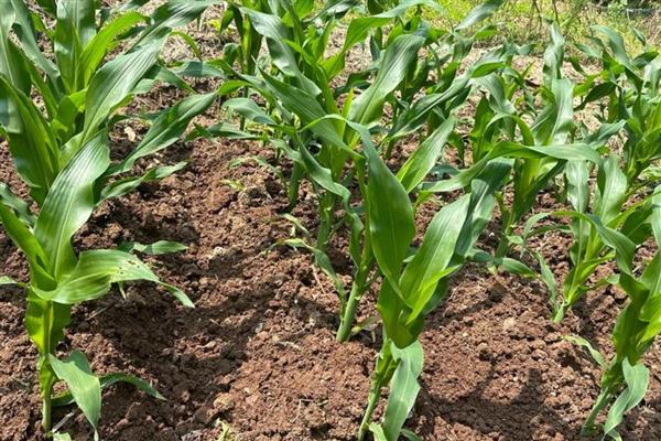 玉米有什么常见的肥害，缩二脲超标会毒害种子和幼苗