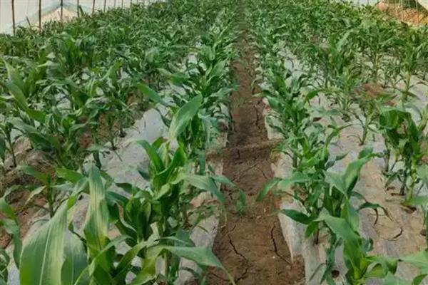 玉米有什么常见的肥害，缩二脲超标会毒害种子和幼苗