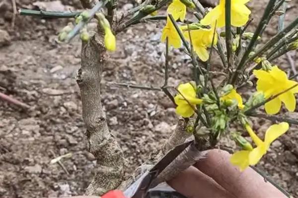 迎春花能不能嫁接，要将健壮的水蜡苗作为砧木