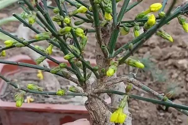 迎春花能不能嫁接，要将健壮的水蜡苗作为砧木