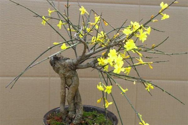 迎春花能不能嫁接，要将健壮的水蜡苗作为砧木