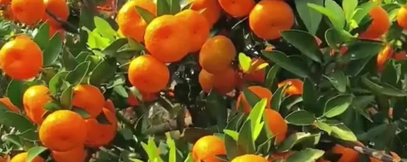 沙糖桔的耐寒温度，耐寒的温度为0°C左右