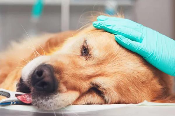 狗为什么会发生急性脑炎,可能是感染了脑包虫或病毒