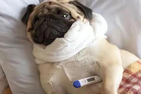 狗为什么会发生急性脑炎,可能是感染了脑包虫或病毒