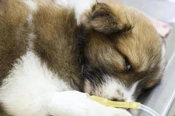 狗为什么会发生急性脑炎,可能是感染了脑包虫或病毒