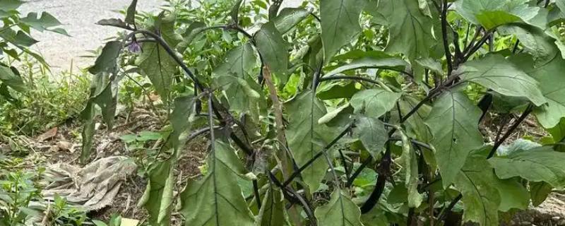 茄子死叶怎么办，严重时使用青枯灌点灵、大蒜油喷雾或灌根