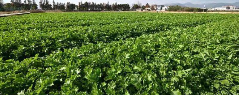 什么是雪菜，是芸苔属的一种植株