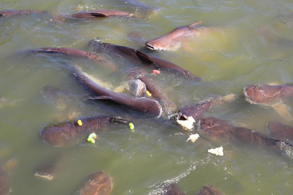 鲶鱼不能吃的原因，生活环境差、会以腐肉为食