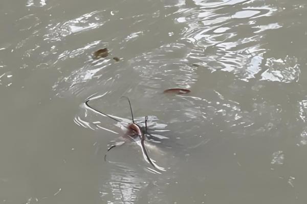 鲶鱼不能吃的原因，生活环境差、会以腐肉为食