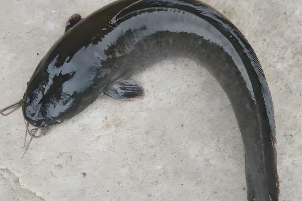 鲶鱼不能吃的原因，生活环境差、会以腐肉为食