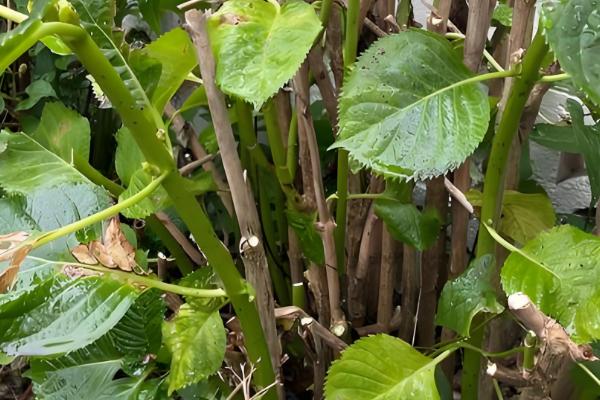 绣球花的家庭养法，平时需维持在18-28℃之间