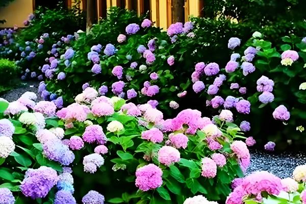 绣球花的家庭养法，平时需维持在18-28℃之间