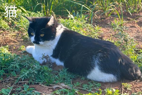 蛐蛐害怕哪些东西，非常惧怕浓烈的酒味和汽油味