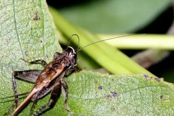 蛐蛐害怕哪些东西，非常惧怕浓烈的酒味和汽油味