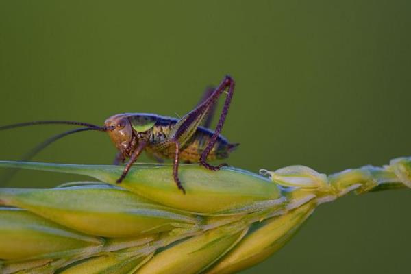 蛐蛐害怕哪些东西，非常惧怕浓烈的酒味和汽油味