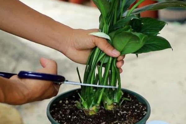 白掌的开花时间,花期是5-8月份