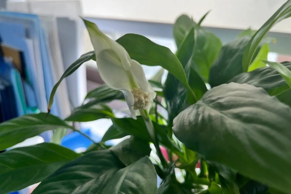 白掌的开花时间,花期是5-8月份