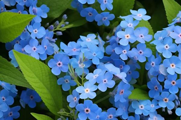 哪些花卉是蓝色,常见勿忘我、牵牛花等品种